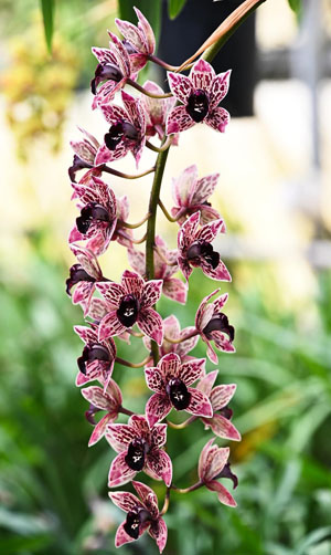 Orchid of the Week - Cymbidium Llewellyn Kouba 'Ori Gem'