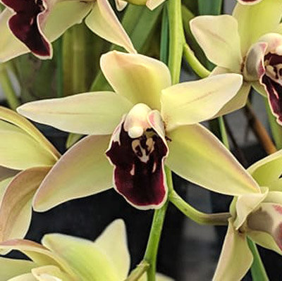 Orchid of the Week - Cym. Andrew Legacy 'Cal'