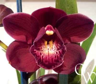 Orchid of the Week -  Cym. Chilli King 'Ruby'