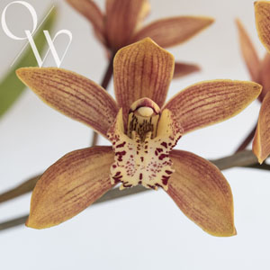 Orchid of the Week - Cym. Sundaani Princess 'Carly'