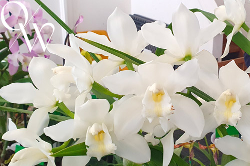 Cymbidium Orchid Dural Snow 'Purity'