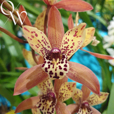 Cymbidium Orchid Pakkret Keystone