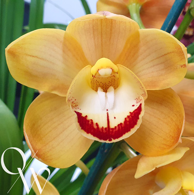 Orchid of the Week - Cym. Amigos Sunset 'Sunny'