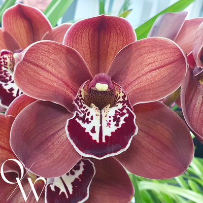 Orchid of the Week - Cym. Khan Flame 'Tuscany'