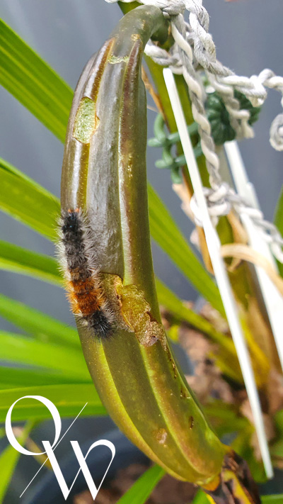 The Dreaded Woolly Bear