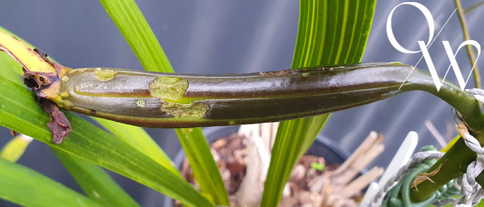 Orchid Pests - seed pod 1