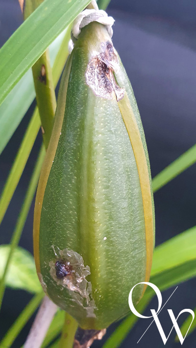 Orchid Pests - seed pod 2