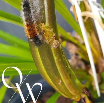 Orchid Pests - seed pod 4