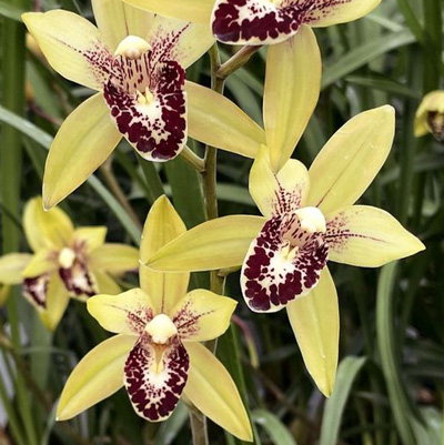 Orchid of the Week - Cym. Cutesie