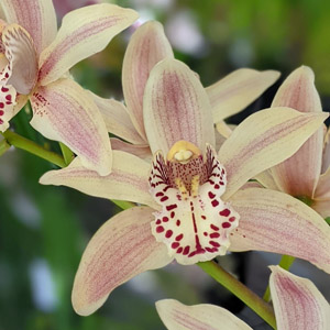 Orchid of the Week - Cym. Awaken