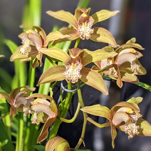 Orchid of the Week - Cym. Awaken