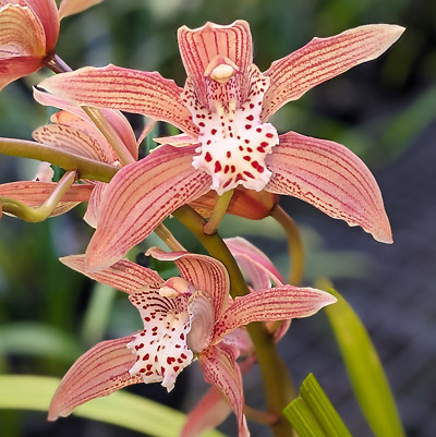 Orchid of the Week - Cym. Awaken