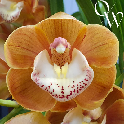 Orchid of the Week - Cym. Drouin Masterpiece 'Renae'