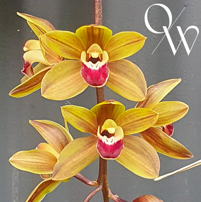 Orchid of the Week - Cym. Langleyense 'Cascades'