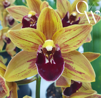 Orchid of the Week - Cym. Last Flight 'MoJo'