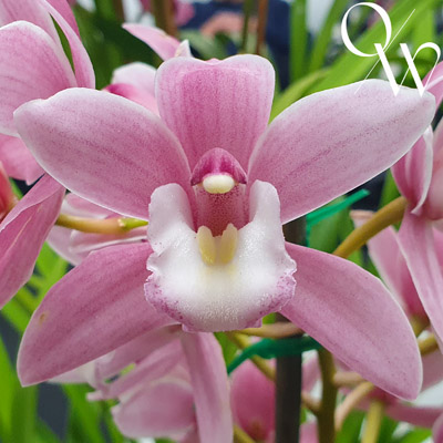 Orchid of the Week - Cym. New Century 'Rosie'