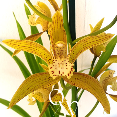 Orchid of the Week - Cym. Sundaani Mali