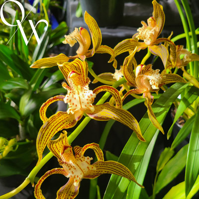 Cym. tracyanum 'Tamborine'