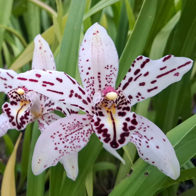 Orchid of the Week - Cym. Sundaani Spots